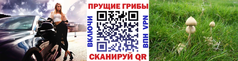 Галлюциногенные грибы прущие грибы  закладка  Светлоград 